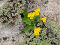 Primula auricula 44, Saxifraga-Luuk Vermeer