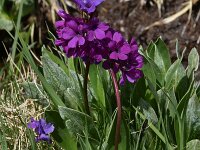 Primula deorum 14, Saxifraga-Harry Jans  Primula deorum