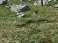Primula deorum 17, Saxifraga-Harry Jans  habitat Primula deorum : Habitat