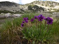 Primula deorum 20, Saxifraga-Harry Jans  Primula deorum