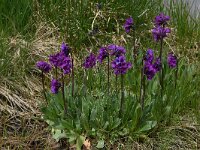 Primula deorum 23, Saxifraga-Harry Jans  Primula deorum