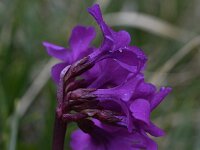 Primula deorum 24, Saxifraga-Harry Jans  Primula deorum
