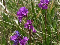 Primula deorum 5, Saxifraga-Harry Jans  Primula deorum