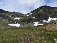 Primula deorum 8, Saxifraga-Harry Jans  habitat Primula deorum : Habitat