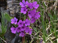 Primula deorum 9, Saxifraga-Harry Jans  Primula deorum