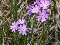 Primula exigua 3, Saxifraga-Harry Jans  Primula exigua