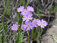 Primula exigua 5, Saxifraga-Harry Jans  Primula exigua