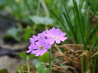 Primula farinosa 10, Saxifraga-Jeroen Willemsen