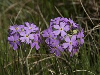 Primula farinosa 14, Saxifraga-Willem van Kruijsbergen