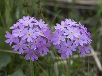Primula farinosa 15, Saxifraga-Willem van Kruijsbergen
