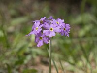 Primula farinosa 16, Saxifraga-Willem van Kruijsbergen
