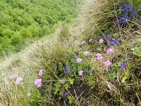Primula farinosa 20, Saxifraga-Rutger Barendse