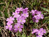 Primula farinosa 24, Saxifraga-Harry Jans