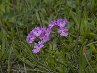 Primula farinosa 3, Saxifraga-Willem van Kruijsbergen