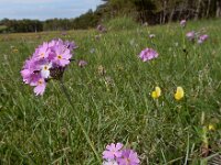 Primula farinosa 30, Saxifraga-Ed Stikvoort