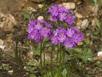 Primula farinosa 4, Saxifraga-Jan van der Straaten