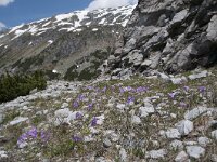 Primula farinosa 42, Saxifraga-Luuk Vermeer