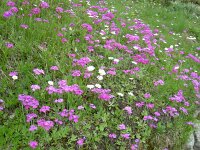 Primula farinosa 48, Saxifraga-Luuk Vermeer