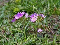 Primula farinosa 8, Saxifraga-Jeroen Willemsen