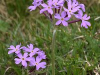 Primula halleri 10, Saxifraga-Harry Jans