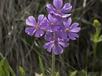 Primula halleri 2, Saxifraga-Willem van Kruijsbergen