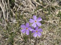 Primula halleri 6, Saxifraga-Willem van Kruijsbergen