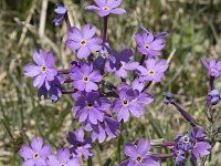 Primula halleri 7, Saxifraga-Willem van Kruijsbergen