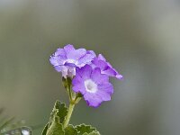 Primula hirsuta 4, Saxifraga-Luuk Vermeer