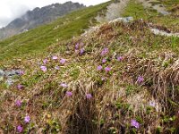 Primula integrifolia 11, Saxifraga-Ed Stikvoort