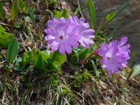 Primula integrifolia 5, Saxifraga-Ed Stikvoort