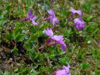 Primula integrifolia 8, Saxifraga-Ed Stikvoort