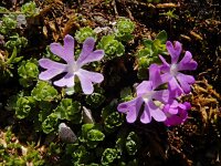 Primula minima 11, Saxifraga-Ed Stikvoort