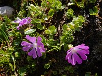 Primula minima 12, Saxifraga-Ed Stikvoort