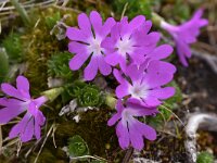 Primula minima 18, Saxifraga-Harry Jans