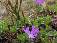 Primula minima 2, Saxifraga-Jeroen Willemsen