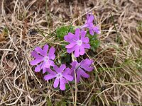 Primula minima 21, Saxifraga-Harry Jans