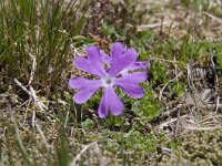 Primula minima 26, Saxifraga-Luuk Vermeer