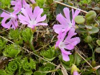 Primula minima 3, Saxifraga-Rutger Barendse