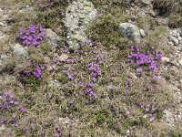 Primula minima 45, Saxifraga-Luuk Vermeer