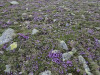 Primula minima 50, Saxifraga-Luuk Vermeer