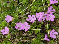 Primula minima 6, Saxifraga-Rutger Barendse