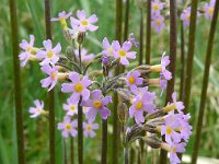 Primula nutans 3, Saxifraga-Hans Grotenhuis