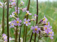 Primula nutans 4, Saxifraga-Hans Grotenhuis