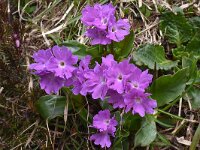 Primula spectabilis 7, Saxifraga-Harry Jans
