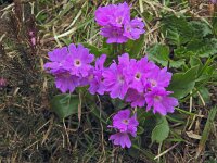 Primula spectabilis 9, Saxifraga-Harry Jans