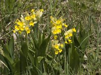 Primula veris 12, Gulden sleutelbloem, Saxifraga-Jan van der Straaten