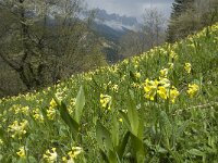 Primula veris 18, Gulden sleutelbloem, Saxifraga-Jan van der Straaten