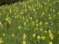 Primula veris 21, Gulden sleutelbloem, Saxifraga-Jan van der Straaten