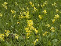 Primula veris 23, Gulden sleutelbloem, Saxifraga-Jan van der Straaten