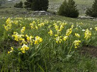 Primula veris 26, Gulden sleutelbloem, Saxifraga-Jan van der Straaten